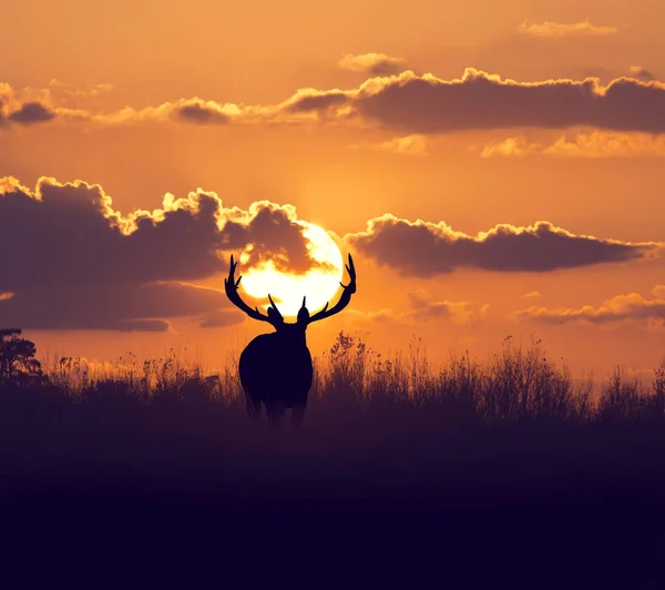 Silhueta de veados contra o pôr do sol — Fotografia de Stock