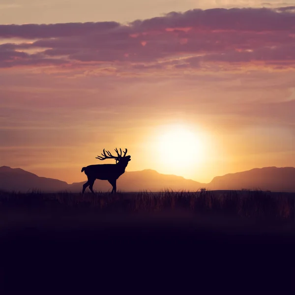 Силует оленів проти заходу сонця — стокове фото