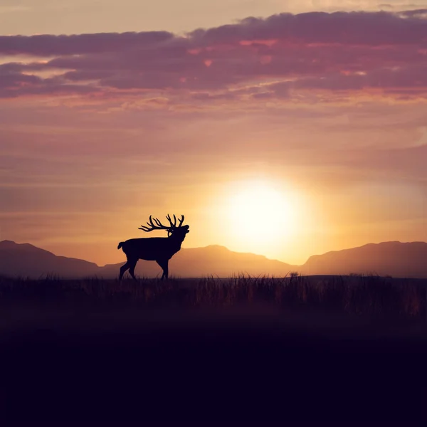 Silhueta de veados contra o pôr do sol — Fotografia de Stock