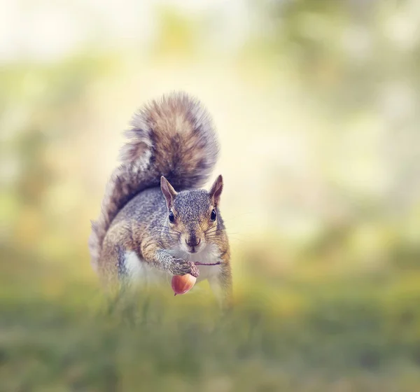 풀밭에 있는 미국 회색 다람쥐 — 스톡 사진