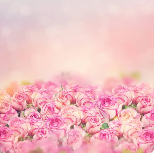 Schöne rosa Rosen für Hintergrund — Stockfoto