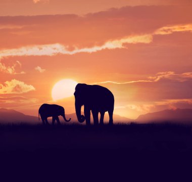 Gün batımında iki filler