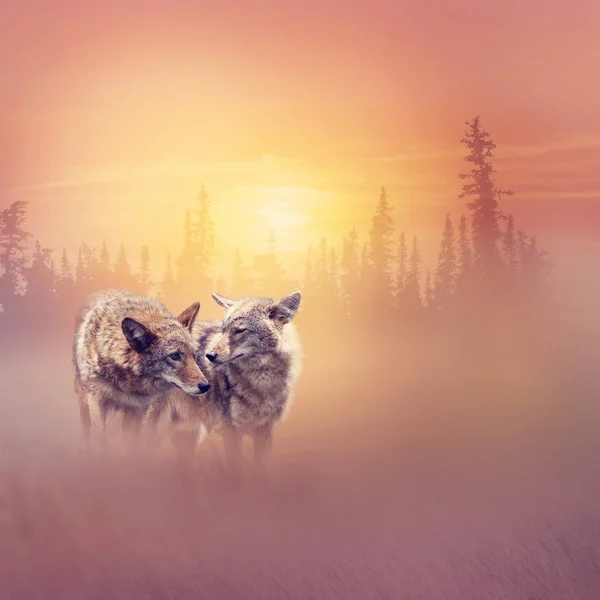 Két Coyotes az erdőben naplementekor — Stock Fotó