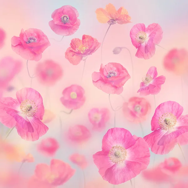 Fundo floral pastel com papoilas — Fotografia de Stock