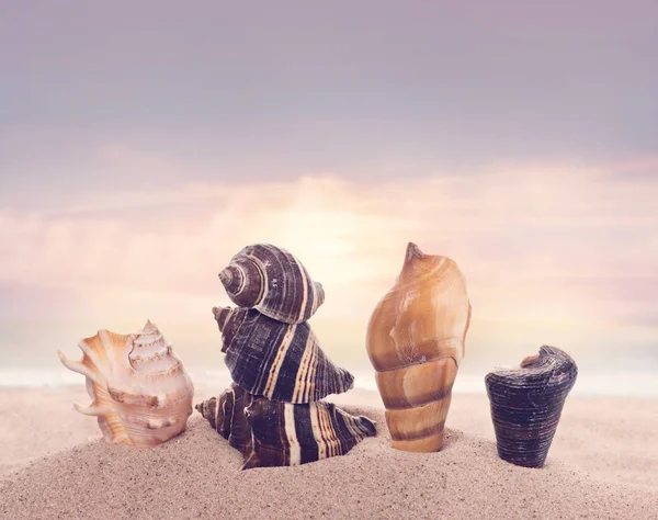 Seashells on sand in the beach under sunset sun light — Stock Photo, Image