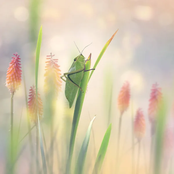 Green Leaf Grasshopper в саду — стоковое фото