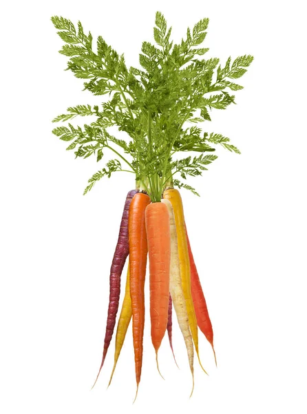Coloridas zanahorias arco iris sobre fondo blanco — Foto de Stock