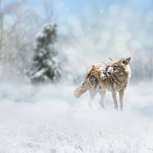 Coyote wandelen in het winterbos — Stockfoto