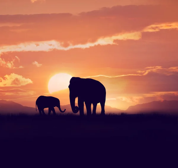 Two elephants at sunset Stock Photo
