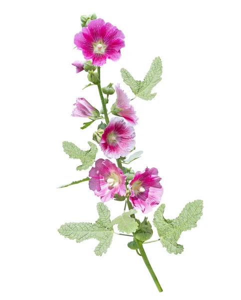 Hollyhock blomma isolerad på vit bakgrund — Stockfoto