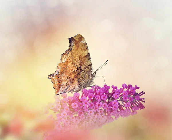 Butterfly feeds on flowers — Stock Photo, Image