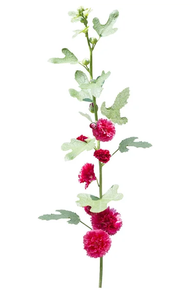 Hollyhock Blumen isoliert auf weißem Hintergrund — Stockfoto