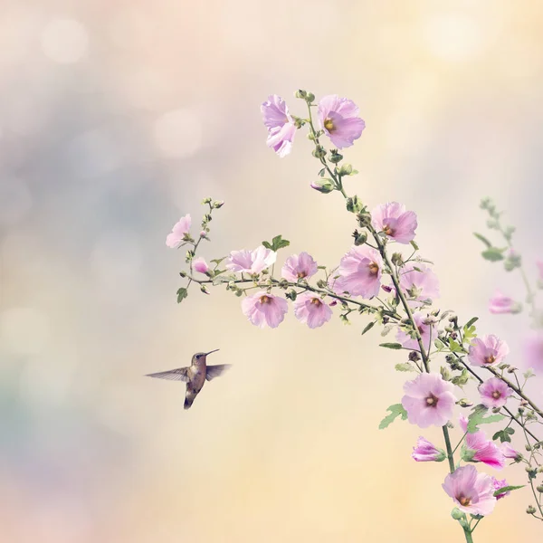 Humming bird and Hollyhock flowers — Stock Photo, Image