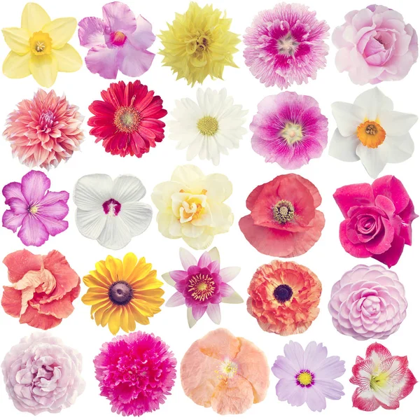 Muitas flores diferentes isoladas em branco — Fotografia de Stock