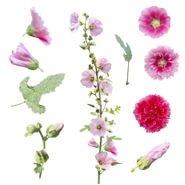 Flores hollyhock, folhas e botões isolados em backgroun branco — Fotografia de Stock