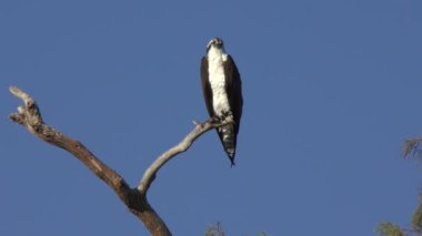 osprey Florida sulak bir ağaç üzerinde tünemiş 