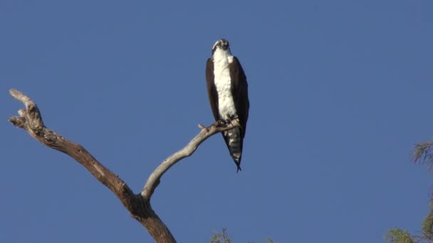 栖息在佛罗里达湿地的一棵树上的鱼鹰 — 图库视频影像