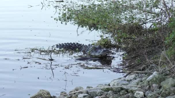 Αλιγάτορα Μια Μεγάλη Μαλακή Χελώνα Στα Σαγόνια Του — Αρχείο Βίντεο