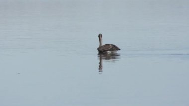 Florida gölünde Kahverengi Pelikan