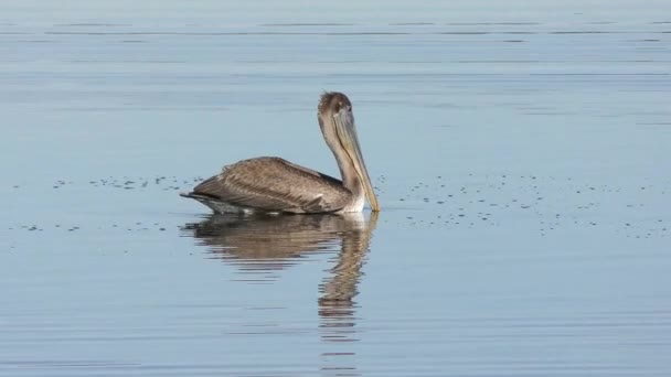 Pelícano Marrón Lago Florida — Vídeos de Stock