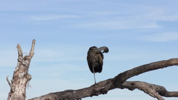 Limpkin Grooming Sina Fjädrar Florida Våtmarker — Stockvideo