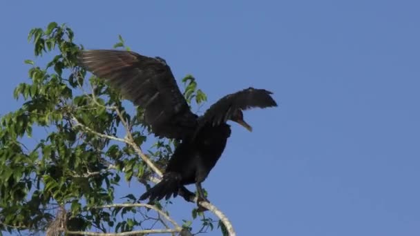 Dubbele Kuif Cormorant Een Boom Florida Wetlands — Stockvideo