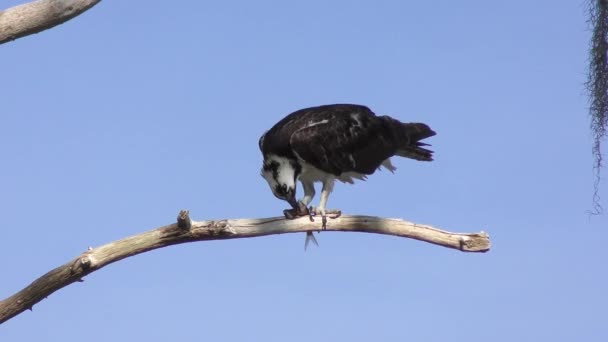 Osprey Alimenta Peixes Zonas Húmidas Flórida — Vídeo de Stock