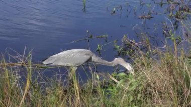 Büyük Mavi Balıkçıl Florida sulak balık beslenir