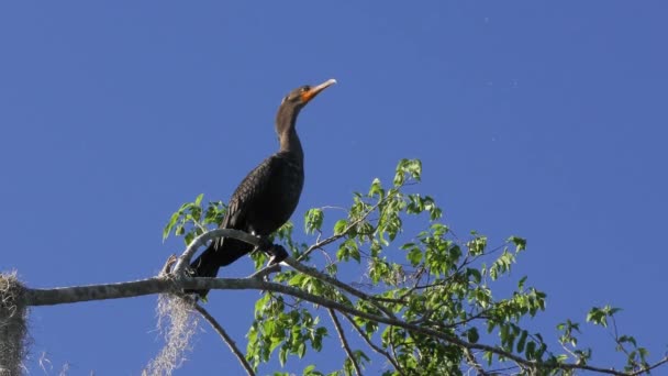 Dubbele Kuif Cormorant Een Boom Florida Wetlands — Stockvideo