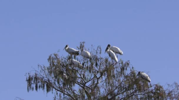 Cigüeñas Madera Alto Árbol Los Humedales Florida — Vídeo de stock