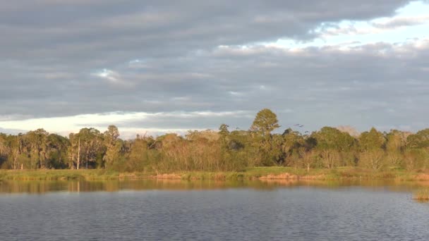 Canards Siffleurs Ventre Noir Coucher Soleil Dans Les Zones Humides — Video