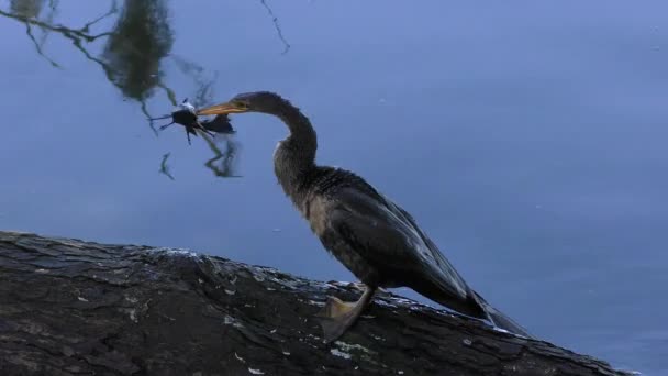 Anhinga Mit Einem Fisch Der Nähe Des Florida Sees — Stockvideo