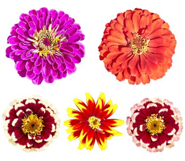 Beautiful colorful zinnia elegans flowers in bloom on white back clipart