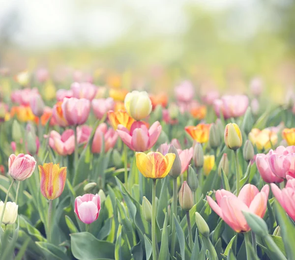 Pré de fleurs de tulipes. Printemps nature fond — Photo