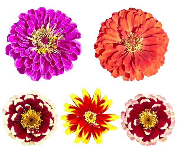 Belles fleurs de zinnia elegans colorées en fleurs sur le dos blanc — Photo