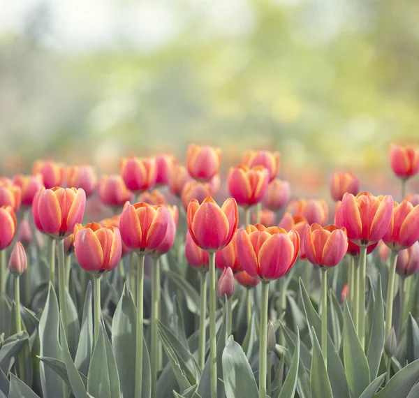 Tulpan blommor äng. Vårens natur bakgrund — Stockfoto