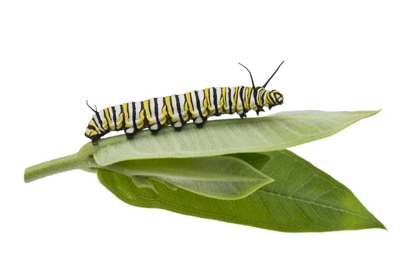 Monarch Caterpillar na folha do milkweed isolada no branco — Fotografia de Stock