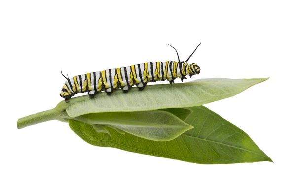 Monarque Chenille sur feuille d'asclépiade isolée sur blanc — Photo