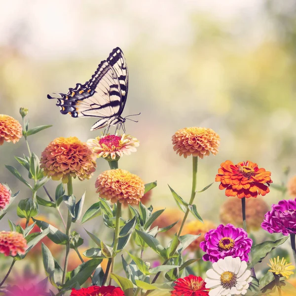 Swallowtail butterfly on colorful zinnia flowers — Stock Photo, Image