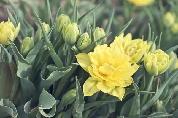 Pradera de flores de tulipán. Primavera naturaleza fondo —  Fotos de Stock
