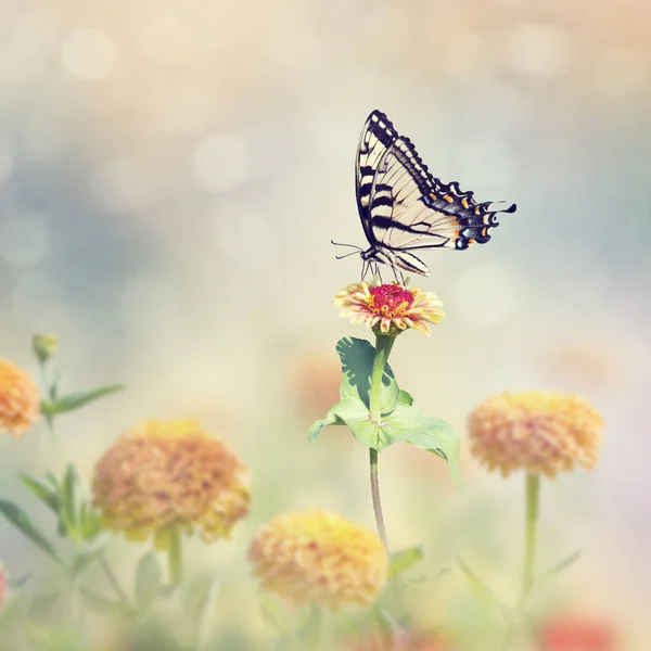 Swallowtail butterfly on colorful zinnia flowers — Stock Photo, Image