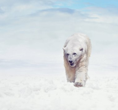 Kutup ayısı karda yürüme