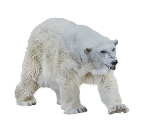 Urso polar isolado em branco — Fotografia de Stock