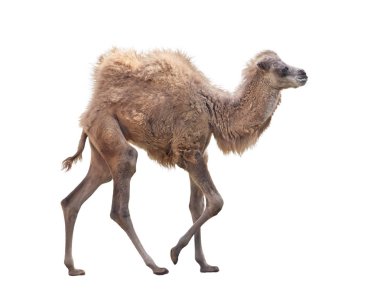 İki kambur ile Bebek Camel , Beyaz arka plan üzerinde Bactrian deve