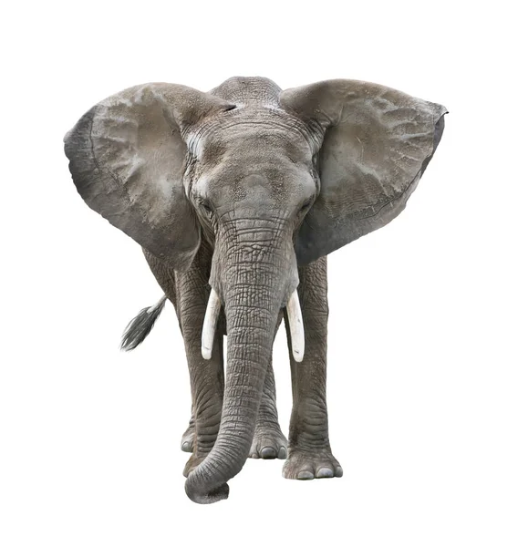 Elefante africano aislado en blanco — Foto de Stock