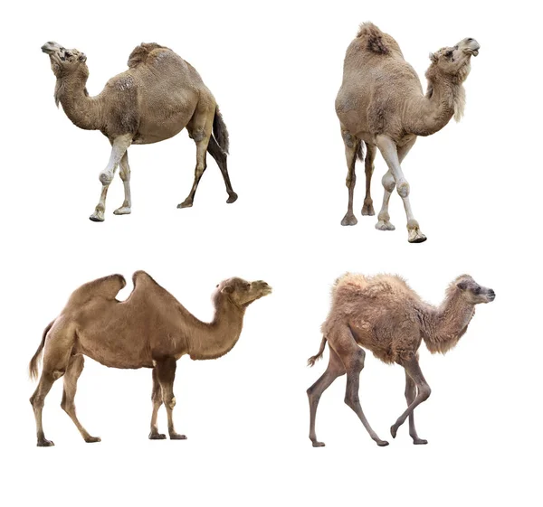 Kamelen geïsoleerd op wit — Stockfoto
