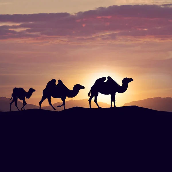 Cammelli battriani nel deserto al tramonto — Foto Stock