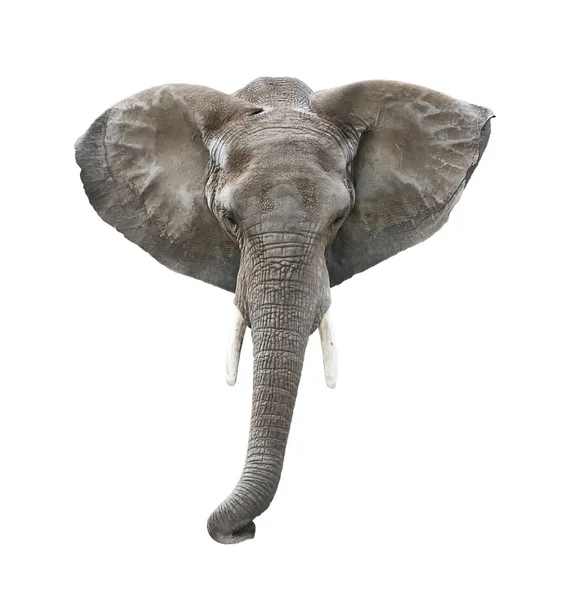 Elephant Head Isolated on White — Stock Photo, Image