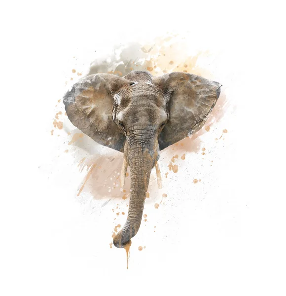 Elefant huvud akvarell — Stockfoto