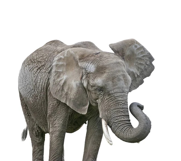 Elefante africano aislado en blanco — Foto de Stock